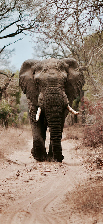 Elephant , 11 Pro Max, Captivating scene, Nature's majesty HD phone wallpaper