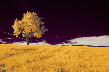 A Tree In A Field With A Purple Sky , tree, field, nature, sky HD wallpaper