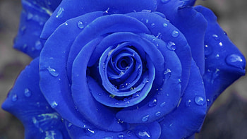 Drops, Macro, Rose Flower, Rose, Petals HD wallpaper