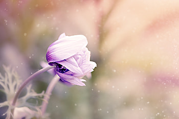Flowers, Flower, Bud, Blur, Smooth, Anemone, Anemonastrum HD wallpaper