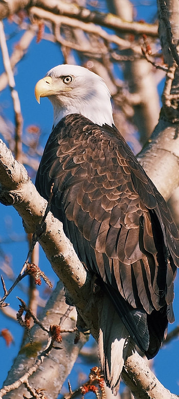 Animal bald eagle, Majestic bird, Wildlife, Powerful predator HD phone wallpaper