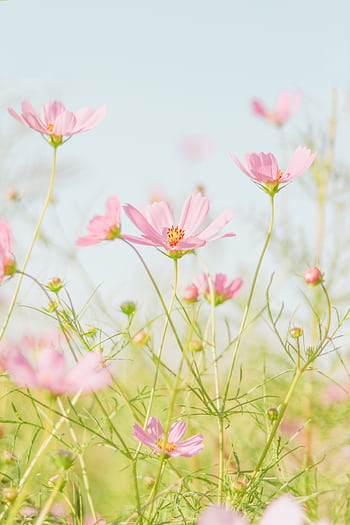 Delicate pink cosmos flowers flourish in a sunlit field, epitomizing natural beauty and tranquility. HD phone wallpaper