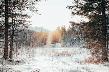 Landscape, Winter, Nature, Snow, Forest, Sunlight, Outskirts, Edge HD wallpaper