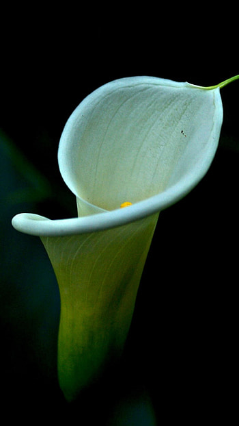 Calla Lily, , Floral elegance, Spring vibes HD phone wallpaper