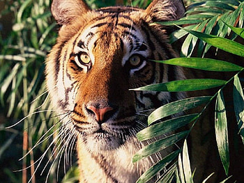 Tiger, tigers, animals HD wallpaper