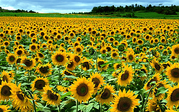 Landscape, Flowers, Fields, Sunflowers HD wallpaper