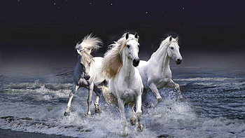 Three white horses – Animal HD wallpaper