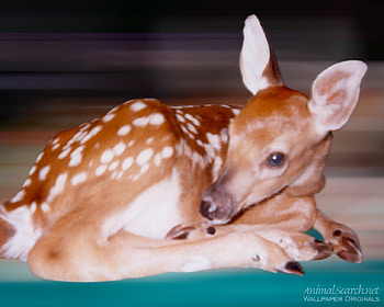 Snoozing Fawn, bucks, baby deer, deer, animals, nature, sleepy animals HD wallpaper