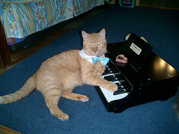 Virtuoso Kitty, baby grand, cats, silly, steinway HD wallpaper