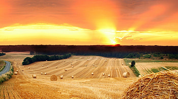 sunset over beautiful straw fields, straw, trees, fields, road, sunset HD wallpaper