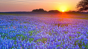 Bluebonnet, Beautiful , Stunning , Vibrant colors HD wallpaper
