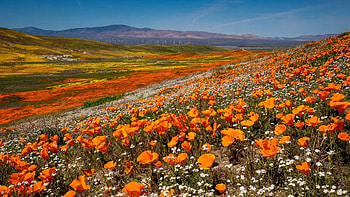 Antelope Valley, California, blossoms, landscape, sky, meadow, mountains, usa HD wallpaper