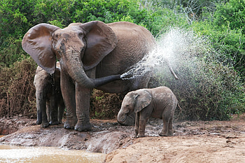 Animals, Water, Elephants, Female, Bathing HD wallpaper