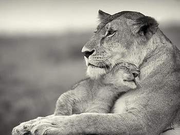 Lion, kitten, kitty, cats, cute, sleepy, sleeping, beauty, animals, hat, sweet, cat, beautiful, paws, cat face, pretty, face, lovely HD wallpaper