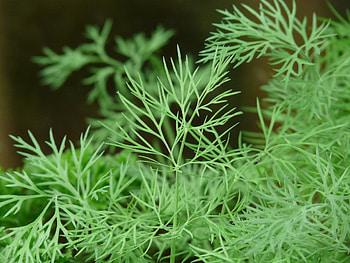 Online dill herb shopping, Convenient availability, Fresh culinary addition, Flavoursome delight HD wallpaper