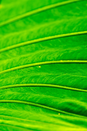 Macro, Bright, Sheet, Leaf HD phone wallpaper