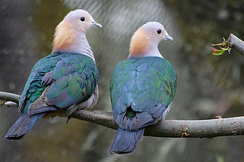 Birds, animal, limb, feathers, tree HD wallpaper