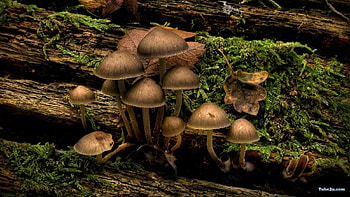 3D Art Nature, 3d art, nature HD wallpaper