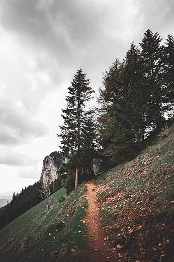 Landscape, Nature, Trees, Vertex, Top, Path, Climb, Lift HD phone wallpaper