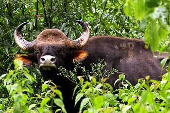 Animals, Grass, Muzzle, Brown, Nose, Horns, Bull, Gaur HD wallpaper