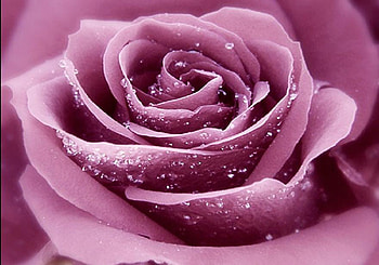pretty rose petals, delecate, plants, buds, roses, soft, beautiful, nice, rose, pretty, petals, flower, bud, nature, flowers, lovely HD wallpaper