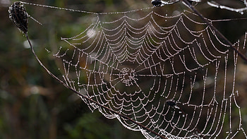 Spider Web HD wallpaper