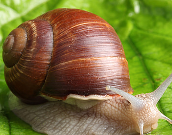 Animals, Snail, Leaflet, Antennae, Tendrils, Green Background HD wallpaper