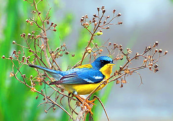 Spring sonnet for Cica, blue, branch, black, bird, yellow, green, spring, tree HD wallpaper