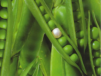unique, pea, green, pearl HD wallpaper