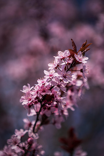 Flowers, Leaves, Petals, Bloom, Flowering, Spring HD phone wallpaper