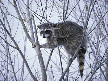 Animal on Tree, animal, on tree, cool HD wallpaper