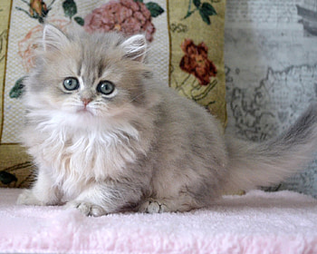 cute little persian kitten, kitten, cute, liitle, persian HD wallpaper