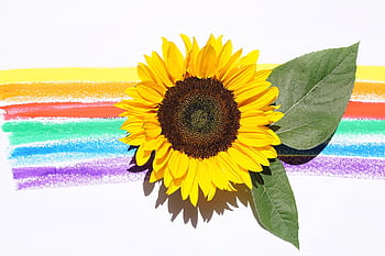 Close-up of a sunflower on a rainbow-colored background, highlighting its vibrant petals. HD wallpaper