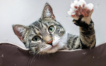 Hi! :), animal, pet, cat, paw, pisici HD wallpaper