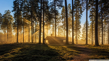 A Wooden House, Forest, trees, forests, nature, woods HD wallpaper