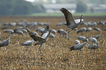 Animals, Bird, Flock, Crane HD wallpaper