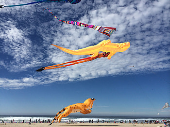 Kites, kites, nature, sky HD wallpaper