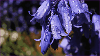 flower, macro HD wallpaper