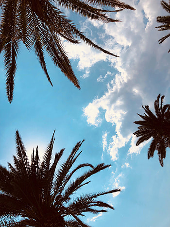 Nature, Sky, Leaves, Palms, Branches, Tropics, Bottom View HD phone wallpaper