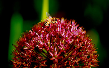 Flower, Plant, Macro, Dark, Bee HD wallpaper