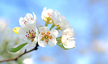 Flowers, Macro, Bloom, Flowering, Branch, Apple Tree HD wallpaper