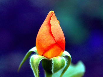 Rose, nature, flower HD wallpaper