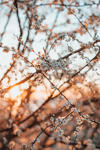 Flowers, Flower, Bloom, Flowering, Branch, Spring HD phone wallpaper