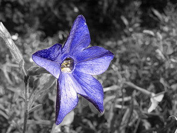*, purple, floare, flowers, albastra HD wallpaper