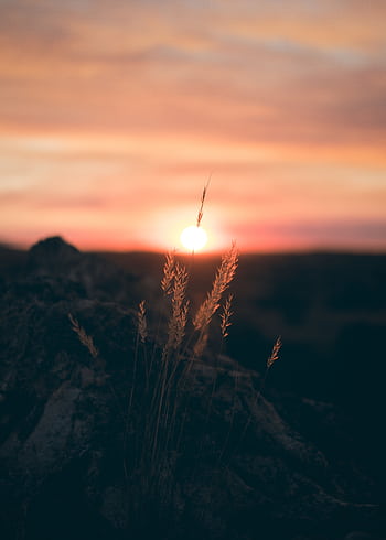 Beautiful sunset with silhouetted plants creating a tranquil natural scene. HD phone wallpaper