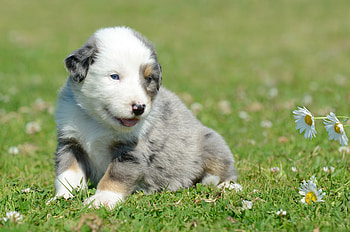 Animals, Grass, Camomile, Puppy HD wallpaper