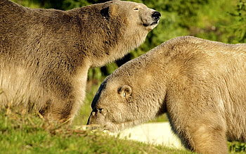 Animals, Grass, Bears, Couple, Pair, Stroll, Sunlight HD wallpaper