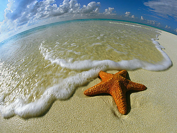 seaside, starfish, sea, beauty, beach HD wallpaper