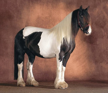Wonderful horse, horse, stallion, animals, cavalo HD wallpaper