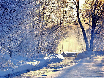 January trail, winter, sunlight, path, snow, cold, trees HD wallpaper